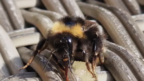 adorable close-up of bee licking honey with proboscis and long tongue