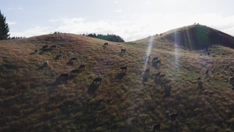 Herd-of-cows-grazing-on-rolling-hill-during-bright-sunshine,-aerial
