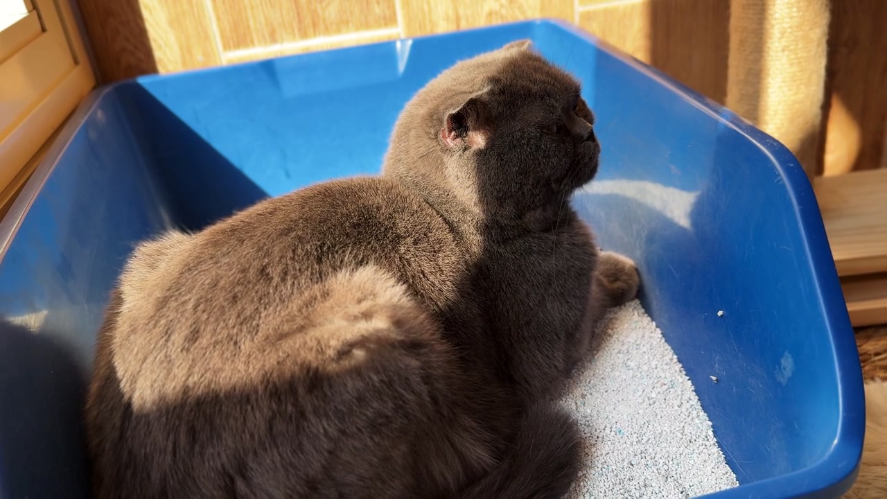Primo piano di un gatto Scottish Fold grigio che riposa all'interno di una lettiera blu sotto la calda luce del sole, mostrando le orecchie piegate, un viso rotondo, pelo corto e denso, e un comportamento calmo da animale domestico da interno.