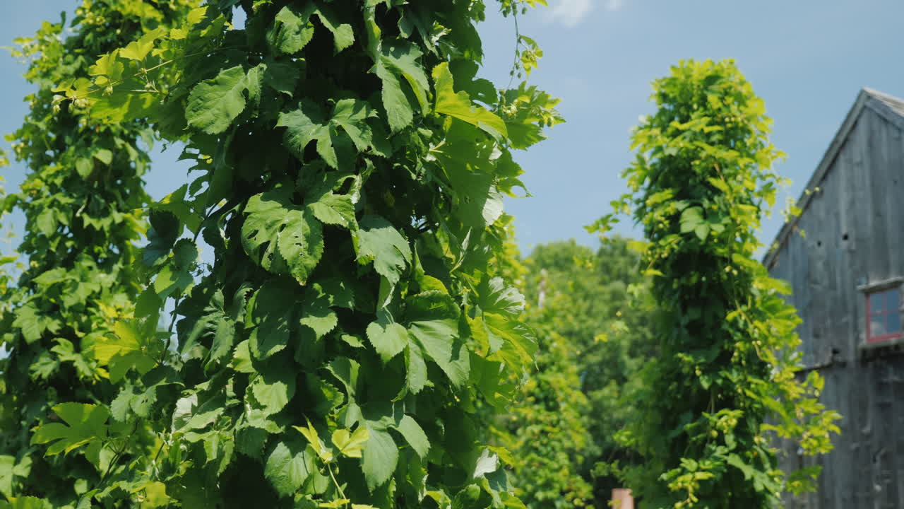 una cervecería con su propia granja de lúpulo, las plantas de lúpulo se enrollan alrededor de los pilares
