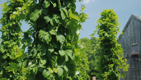 A-Brewery-With-Its-Own-Hops-Farm-Hop-Plants-Wind-Around-Pillars