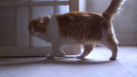 a ginger cat in an apartment