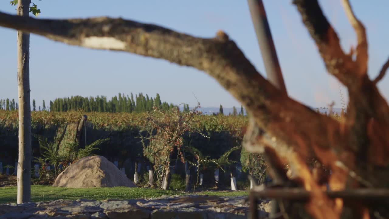 Falò in un vigneto