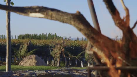 bonfire in a vineyard