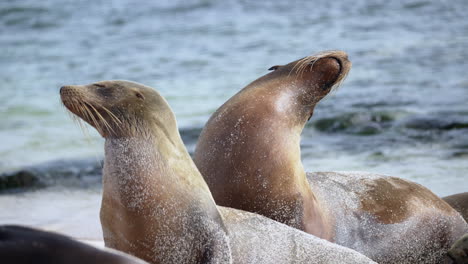 Par-De-Leones-Marinos-De-Galápagos-Girando-La-Cabeza-De-Un-Lado-A-Otro-Con-Los-Ojos-Cerrados-Disfrutando-Del-Sol-En-Playa-Punta-En-La-Isla-San-Cristobal-En-Galápagos