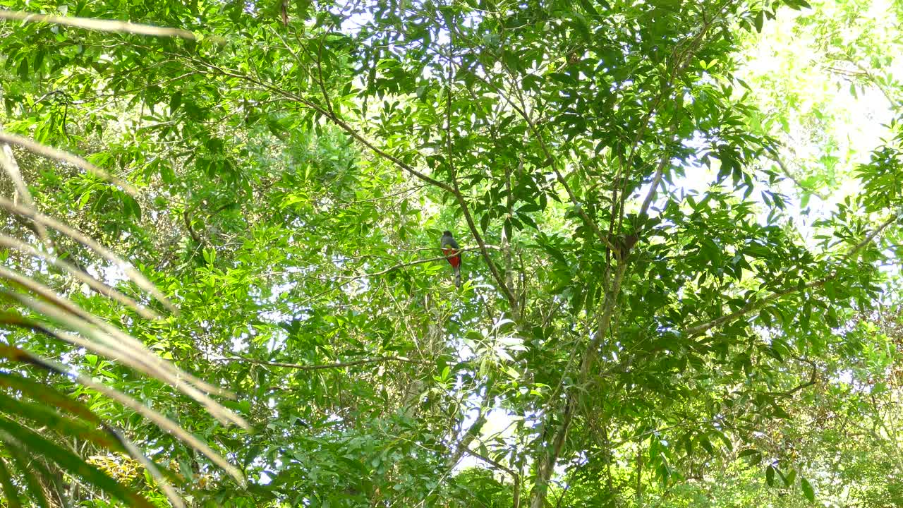 majestuoso pájaro trogón sentado en un árbol forestal de hoja ancha a la vista lejana