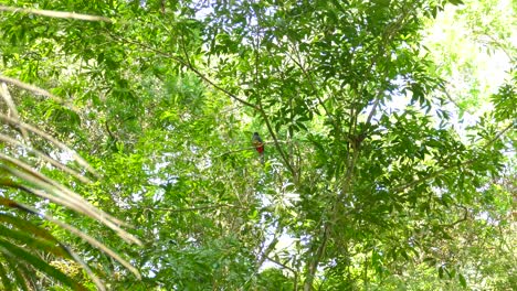 majestic trogon bird sitting in broadleaf forest tree in distant view