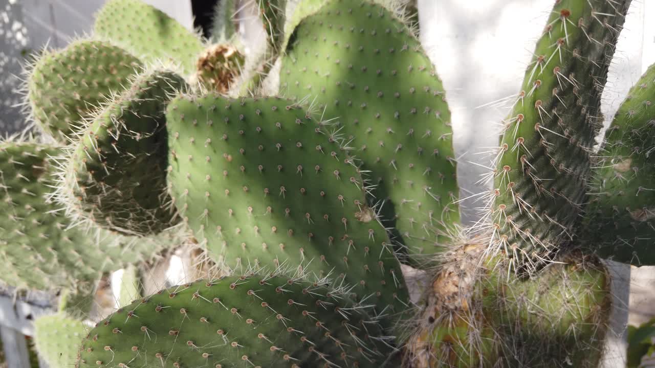 Closeup view at cactus, green succulent plant leaves with spikes under sunlight