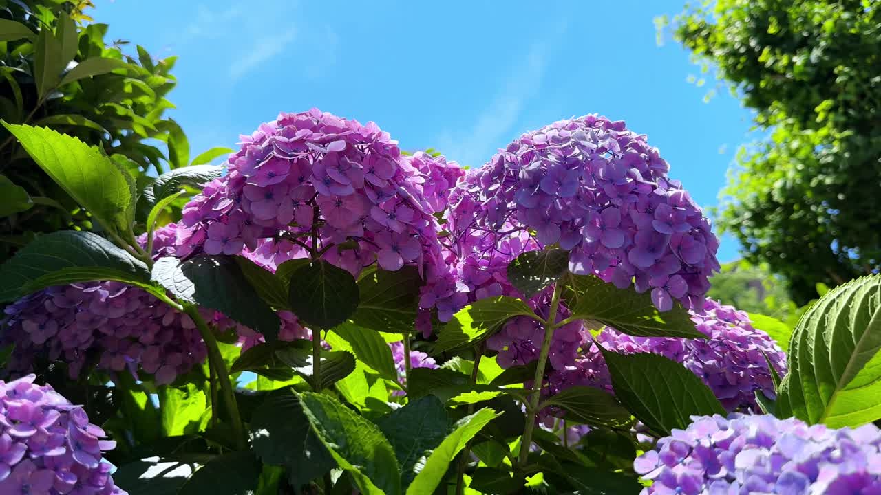 una hermosa hortensia florece bajo un cielo azul brillante con hojas verdes exuberantes