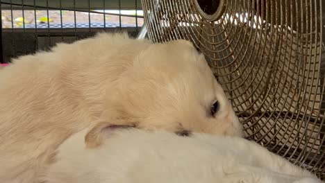 Golden-Retriever-Welpen,-Die-Mit-Einem-Ventilator-Auf-Dem-Boden-Liegen