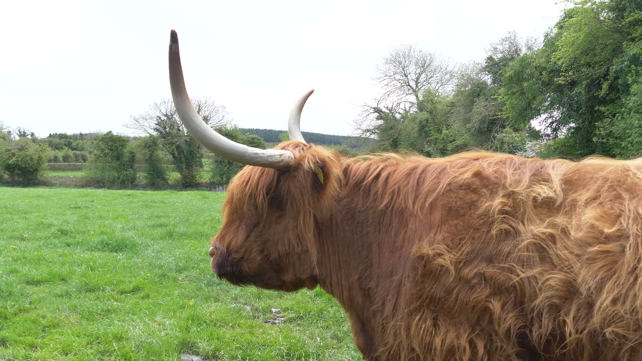 Scottish Highland Cattle With Long Horns Standing In The Farmland Of Ireland