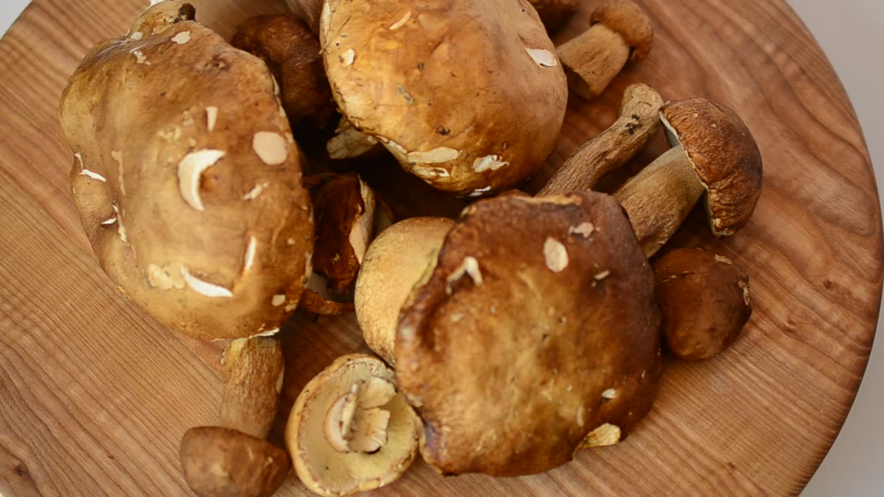 Boletus edulis. Svampar. Fotografering av skogssvamp.