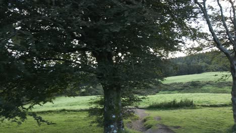 Trees-With-Green-Foliage-On-Branches-Growing-By-The-Green-Meadow-In-Ireland-In-The-Daytime