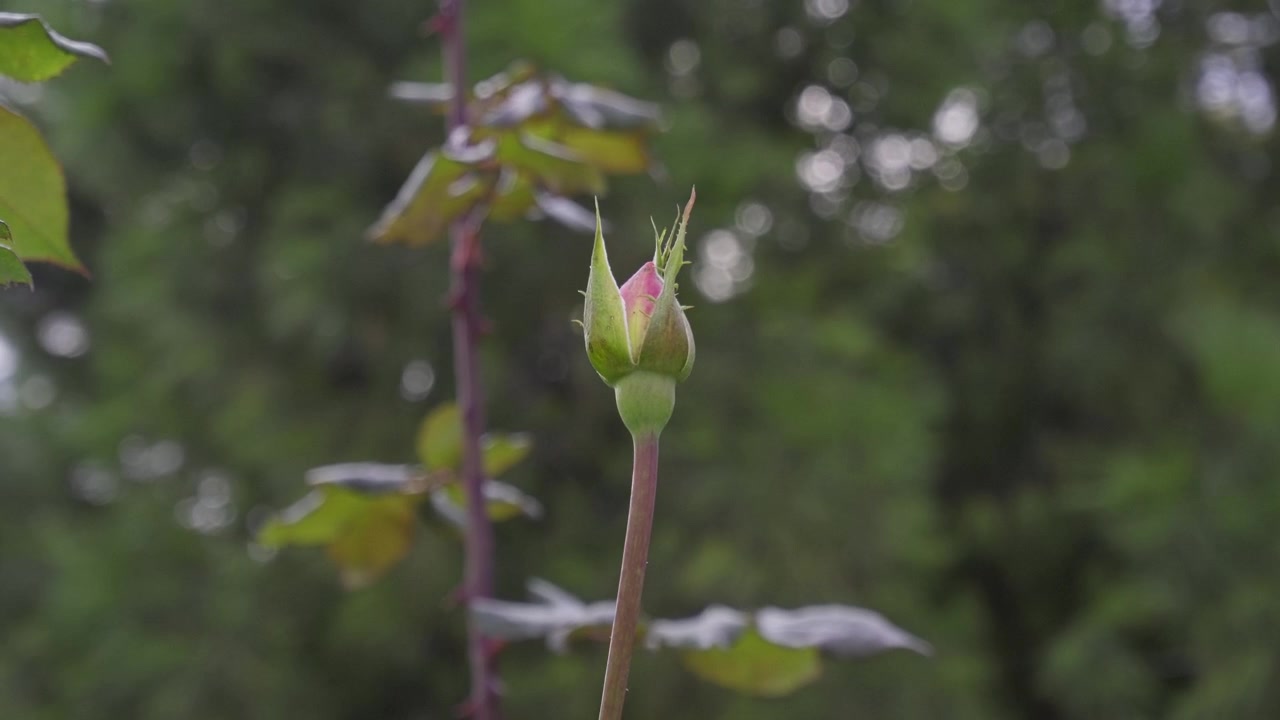 En ung roseknopp begynner å åpne seg på en slank stilk blant myke grønne blader i en fredelig hage med en uskarp naturlig bakgrunn