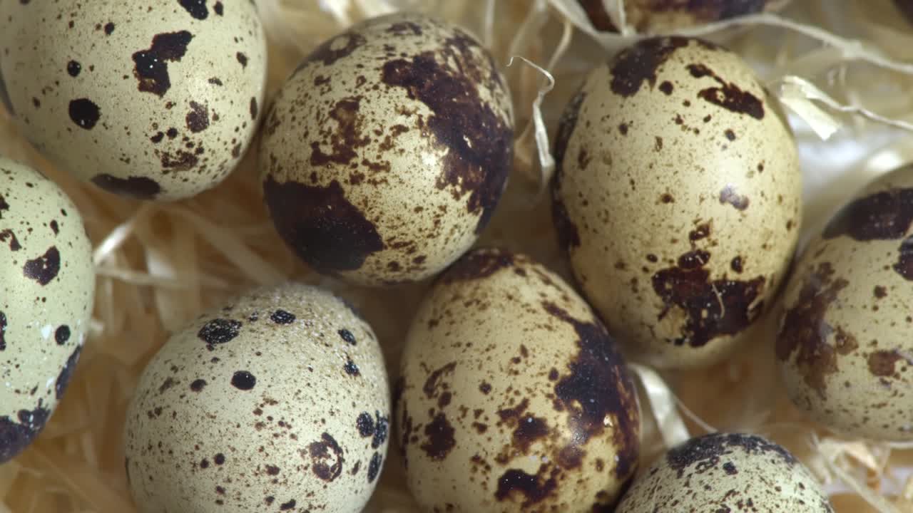 요리되지 않은 사냥개 달, 포장, 회전 및 클로즈업, 아무도