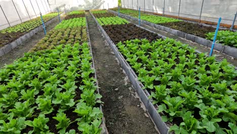 time-lapse of plants growing in greenhouse beds.