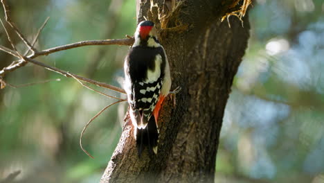 male great spotted woodpecker pecking wood bark at sunlight sunset in seoul forest, south korea