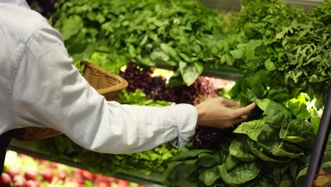 woman in apron refill the fresh greens on the shelf at the supermarket