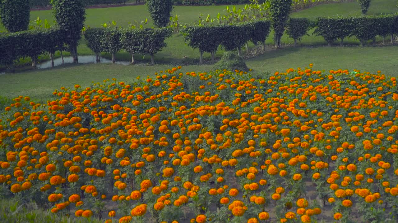 panorámica de las flores de marygold en el jardín, el rociador de impulso rociando el jardín, el tráfico va por las carreteras en la parte trasera del parque