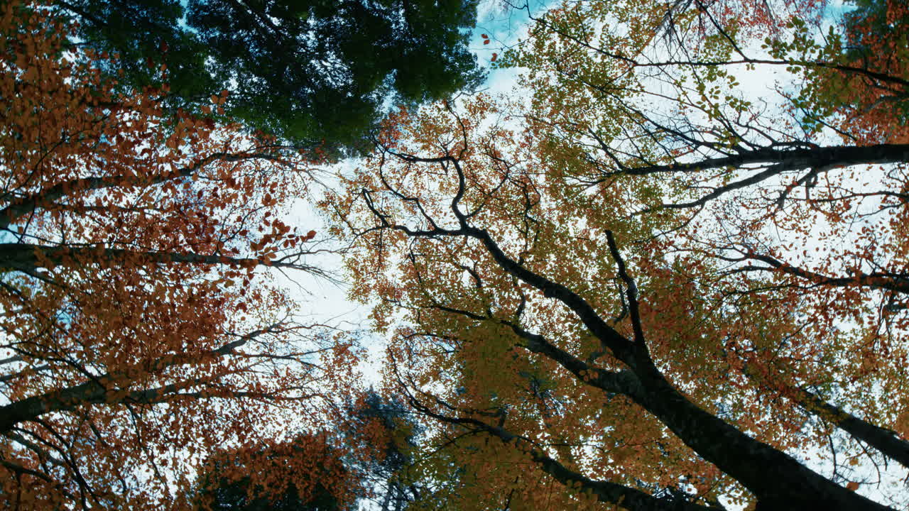 Treetop Rotation in Autumn on an Italian Mountain