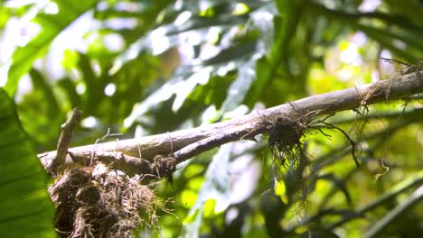 quetzal en un bosque nublado en guatemala