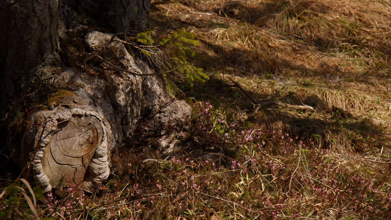 A Tree Stump Lies Nestled Among Moss and Heather on the Forest Floor in the Bavarian Alps, Germany. Close Up