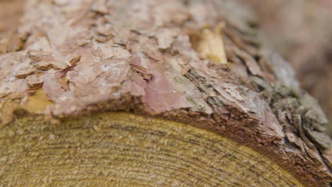 Slow macro pan showing fresh cleared wooden logs in forest