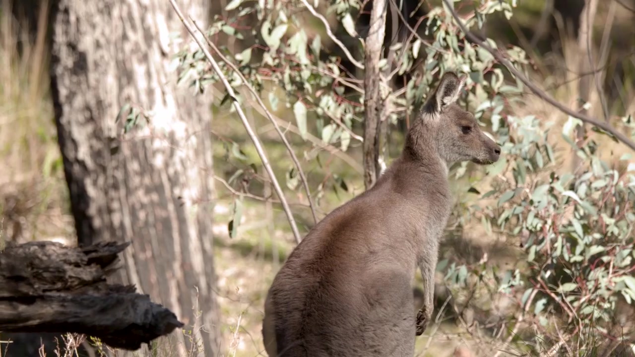 Canguro selvatico si muove attraverso una foresta di eucalipti con la luce naturale del sole nel Parco Nazionale di Warrumbungle, Australia.