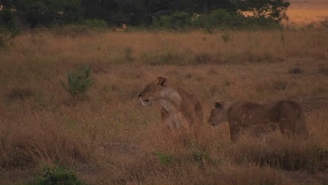 A-lioness-walks-through-wild-grass