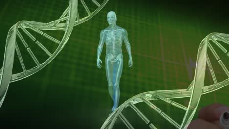 Animation-of-human-anatomy-walking-with-dna-helix-rotating-against-green-background,-copy-space