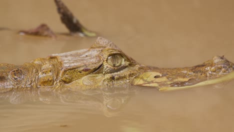 a side profile shot of a black caiman half submerged in the murky water and goes under a log, close up following shot