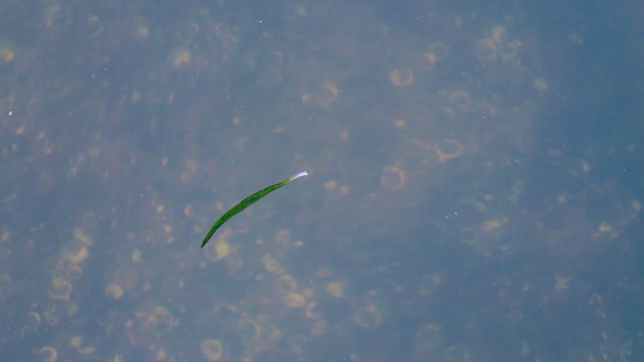 호수 바닥에 조개껍데기가 떠 있는 나뭇잎