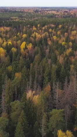 autumn forest aerial view