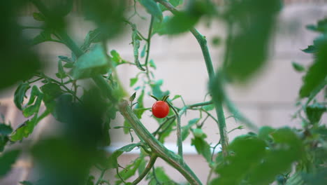 one tiny cherry tomato is ripe on the bush - focus pull to green tomatoes ripening