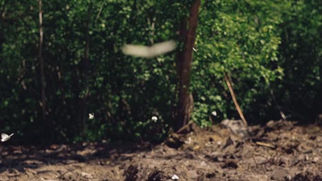 A-lot-of-white-butterflies-fly-around-a-large-puddle-3