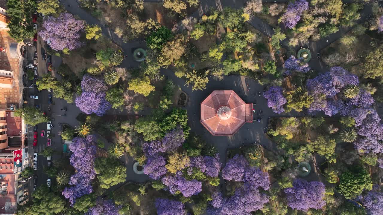 Overhead Shot Of Unique Garden Park In Mexico City At Sunny Day