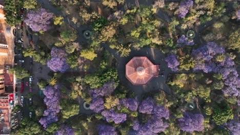 overhead shot of unique garden park in mexico city at sunny day