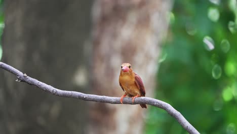 ruddy kingfisher bird fluffing up crested feathers