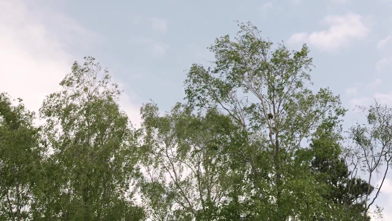 Slow Motion Birch Trees Swaying in Wind on Partly Cloudy Day
