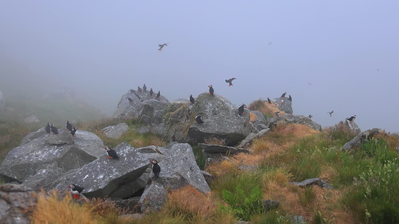 대서양 파핀 (fratercula arctica) 은 룬데 섬 (노르웨이) 의 바위 위에 있습니다.