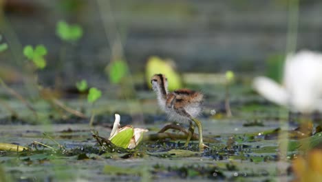 beautiful chicks of jacana feeding in water lily pond in morning