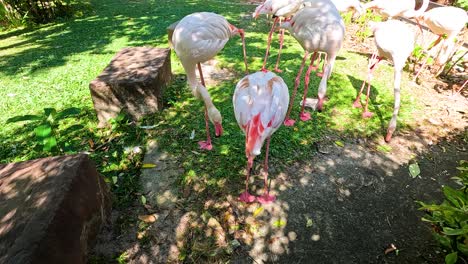 flamingos interacting in a lush, green environment