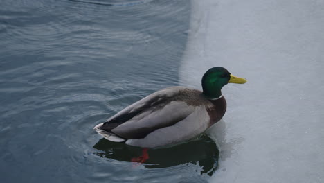 mallard drake swim along the frozen ice coast in winter - slow motion