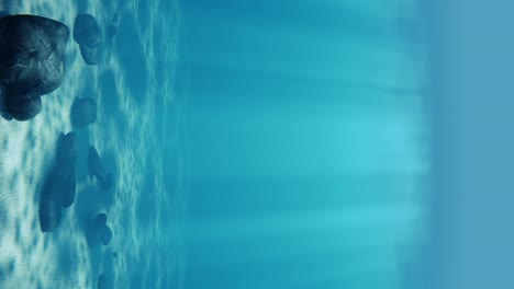 la luz del sol brilla a través de la superficie del agua en el lecho marino con piedras, vertical