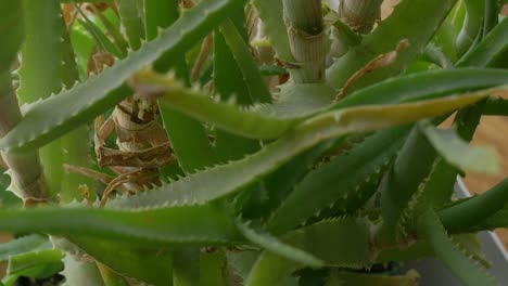 aloe vera plant rotating, turning round