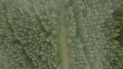 drone shot of a thick forest in ireland