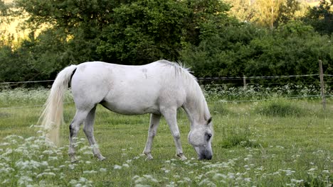 el caballo blanco está pastando en un prado de primavera