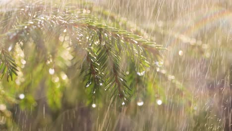 Regen-An-Einem-Sonnigen-Tag.-Nahaufnahme-Von-Regen-Auf-Dem-Hintergrund-Eines-Immergrünen-Fichtenzweigs.