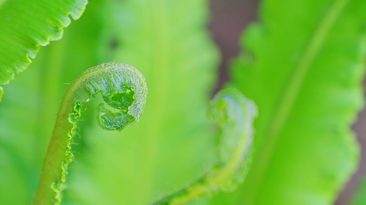 Una fresca fronda di felce verde si dispiega lentamente su uno sfondo sfocato. Le foglie vibranti risplendono alla luce naturale del mattino. Un delicato ricciolo rivela una nuova tenera crescita. Perfetto per temi di natura, crescita o rinnovamento.