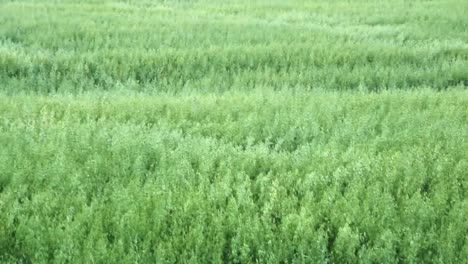 Fields-wave-around-in-the-strong-wings,-in-the-beautiful-countryside-of-the-United-Kingdom-1